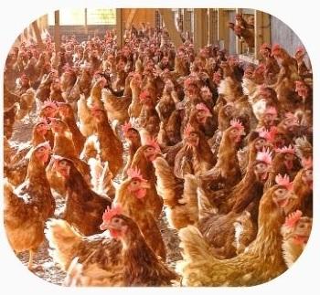 Respiratory Health In Poultry - Image 2
