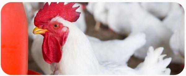 Respiratory Health In Poultry - Image 1