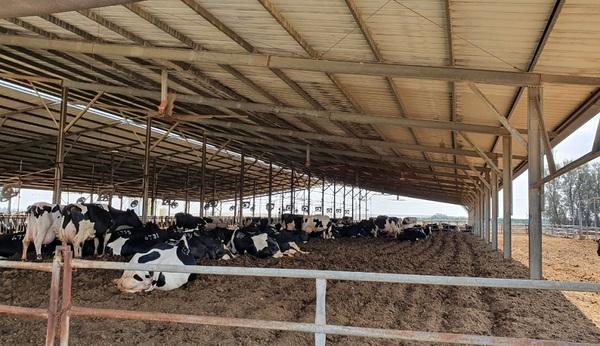 Zeelim dairy farm in the south Israel succeeds 
