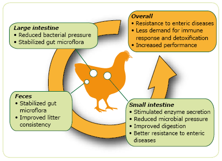 New Concepts on the Horizon: Phytogenics in Poultry Production - Image 2