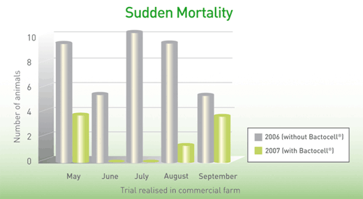 Understanding and managing sudden death in fattening pigs during summer - Image 2