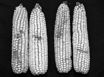 Comparison of Two Inoculation Methods for Evaluating Corn for Resistance to Aflatoxin Contamination - Image 3