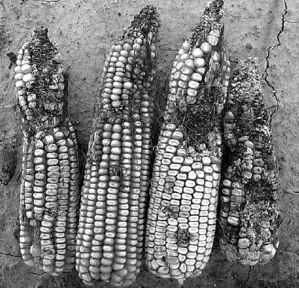 Comparison of Two Inoculation Methods for Evaluating Corn for Resistance to Aflatoxin Contamination - Image 7
