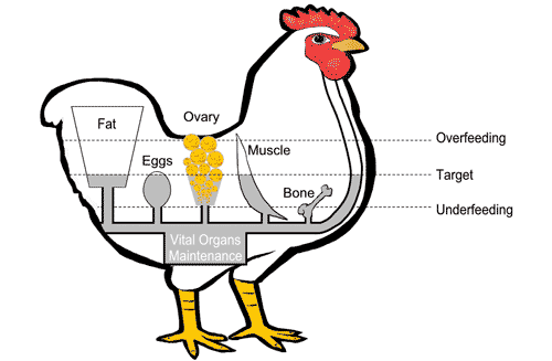 Allocating Feed to Female Broiler Breeders - Image 3