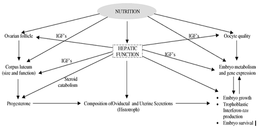 Effect of Vitamin E and Selenium on anoestrus and conception of dairy cattle - Image 1