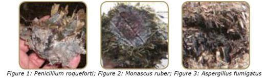 Mycotoxins in silages - Image 3