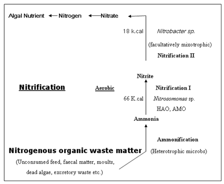 Bioremediation – An Advanced Strategy To Restore The Health Of Aquaculture Pond Ecosystems - Image 5