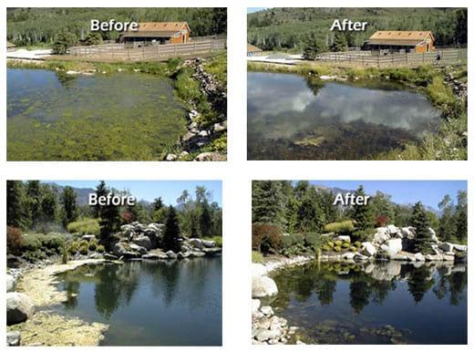 Bioremediation – An Advanced Strategy To Restore The Health Of Aquaculture Pond Ecosystems - Image 6