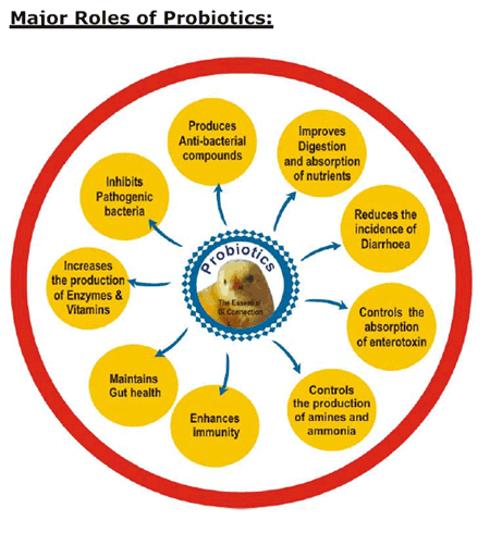 Modern Dietary Approach to Prevent Enteric Disorders in Commercial Poultry Production - Image 4