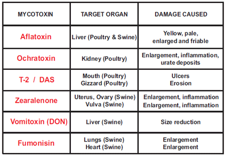 TARGET ORGANS - The key to an effective mycotoxins adsorbent - Image 1