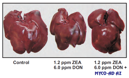 TARGET ORGANS - The key to an effective mycotoxins adsorbent - Image 8