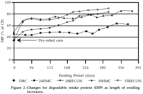 Effects of Corn Moisture and Length of Ensiling on Dry Matter Digestibility and Rumen Degradable Protein - Image 2