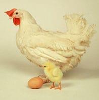 The advantages of automatic hatching egg collection - Image 1
