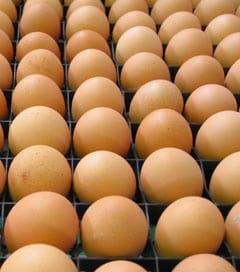 The advantages of automatic hatching egg collection - Image 8
