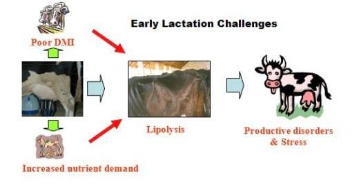 Partitioning of Nutrients during Lactation in Dairy Animals - Image 3