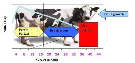 Partitioning of Nutrients during Lactation in Dairy Animals - Image 2