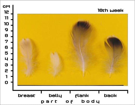 Timing Feather Plucking to Natural Moult in Gray Landes Geese - Image 9