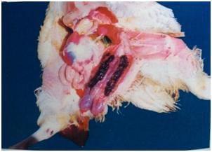 Coccidiosis in Poultry- A Review - Image 6