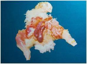 Coccidiosis in Poultry- A Review - Image 4