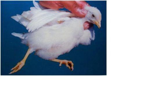 Coccidiosis in Poultry- A Review - Image 3
