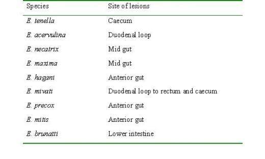 Coccidiosis in Poultry- A Review - Image 1