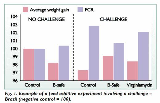 Practical Testing of Poultry Feeds Under Commercial Conditions - Image 2