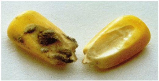 Protection of Feed and Grain from Mould Contamination - Image 1