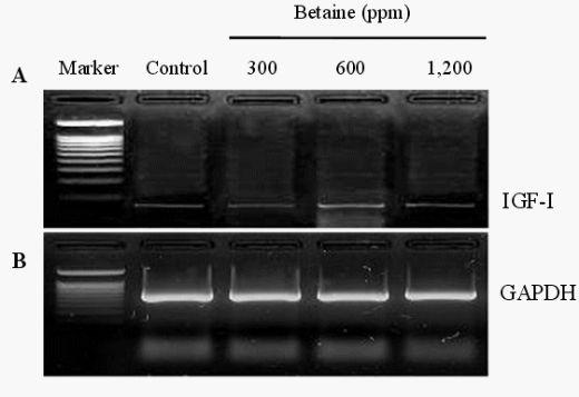 Effects of Dietary Betaine on the Secretion of Insulin-like Growth Factor-I and Insulin-like Growth Factor Binding Protein-1 and -3 in Laying Hens - Image 4