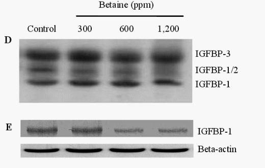 Effects of Dietary Betaine on the Secretion of Insulin-like Growth Factor-I and Insulin-like Growth Factor Binding Protein-1 and -3 in Laying Hens - Image 7