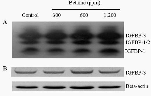 Effects of Dietary Betaine on the Secretion of Insulin-like Growth Factor-I and Insulin-like Growth Factor Binding Protein-1 and -3 in Laying Hens - Image 6