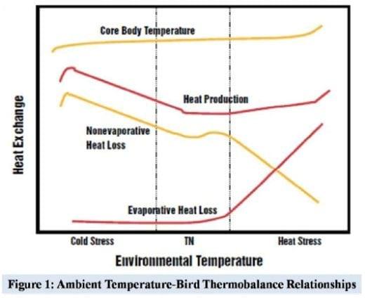 Supranutritional solution to combat stress condition in poultry - Image 1