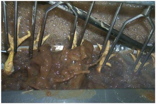 Intervention Strategies for Reducing Salmonella Prevalence on Ready-to-Cook Chicken - Image 10