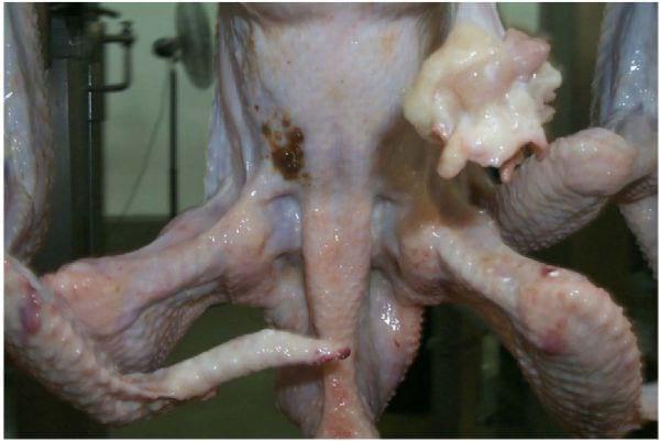 Intervention Strategies for Reducing Salmonella Prevalence on Ready-to-Cook Chicken - Image 14