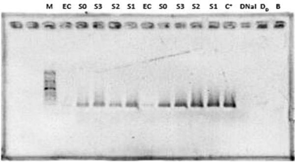 Evaluation of three methods for the extraction of dna of Salmonella sp from artificially-contaminated chicken eggs - Image 1