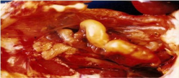 Diagnosis of salpingitis in female broilers with mycotoxicosis - Image 1