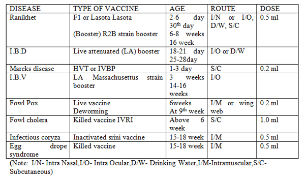 Vaccination in Poultry - Image 2