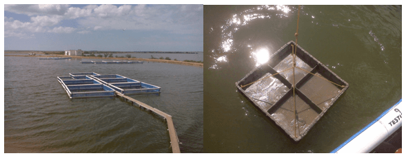 Accurate “on-farm” evaluation of two different probiotic microorganisms (lactic acid bacteria Bactocell®, and live yeast Levucell® SB) on the shrimp Litopenaeus vannamei in Mexico - Image 1