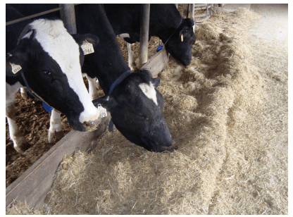 Feeding the Dry Cow - Image 8