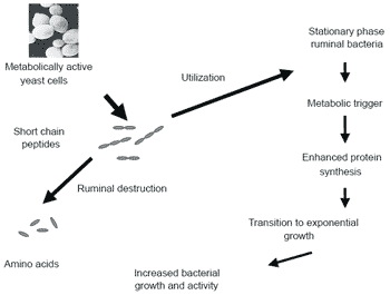 Some milestones in our understanding of yeast culture supplementation in ruminants and their implications in animal production systems - Image 10
