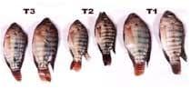 Nutritious Attempts to Detoxify Aflatoxic Diets of Tilapia Fish - Image 1