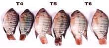 Nutritious Attempts to Detoxify Aflatoxic Diets of Tilapia Fish - Image 2