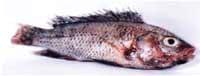Nutritious Attempts to Detoxify Aflatoxic Diets of Tilapia Fish - Image 3