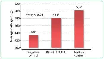 Biomin® P.E.P. 125 Scientific trial with piglets - Image 3
