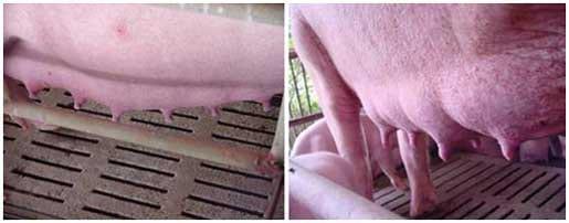 Orego-Stim® for the lactating sow and its litter - Image 2