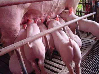Orego-Stim® for the lactating sow and its litter - Image 3