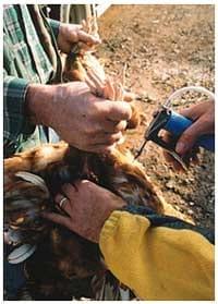 Coccidiosis in Poultry - Image 3