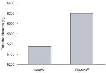 Influence of dietary Bio-Mos® on growth, survival and immune status of rainbow trout (Salmo gairdneri irideus G.) and common carp (Cyprinus carpio L.) - Image 7