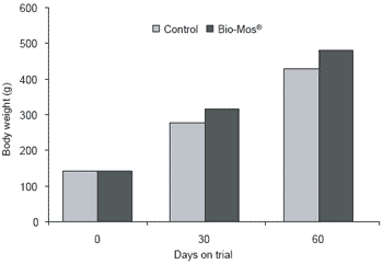 Influence of dietary Bio-Mos® on growth, survival and immune status of rainbow trout (Salmo gairdneri irideus G.) and common carp (Cyprinus carpio L.) - Image 15