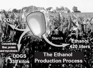 The new energy crisis: food, feed, or fuel? Will ethanol displace gasoline or simply take food off our plates and feed from our animals? How can new technologies help? - Image 15