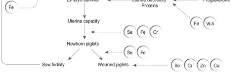 Nutritional approaches to maximize fertility in modern pig genotypes - Image 4